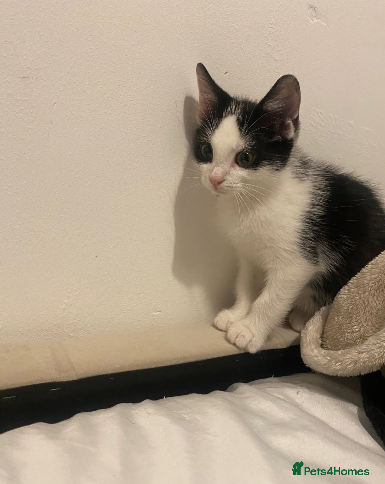 British Shorthair cats British short haired kittens ❤️ - Advert 1