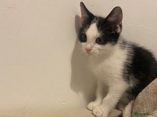 British Shorthair cats British short haired kittens ❤️ - Advert 1