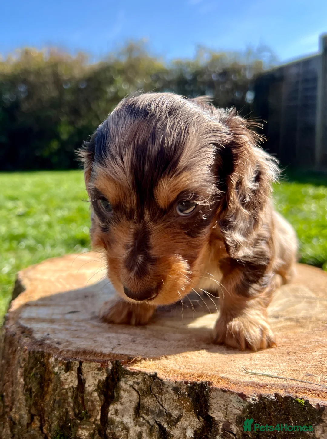 Miniature Dachshund dogs for sale: Beautiful LH miniature DACHSHUND puppies  - Advert 1