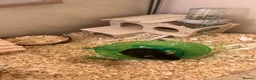Hamster rodents for sale: Hamster black  - Advert 2