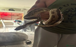 Python Snake reptiles for sale: Ball python  - Image 3