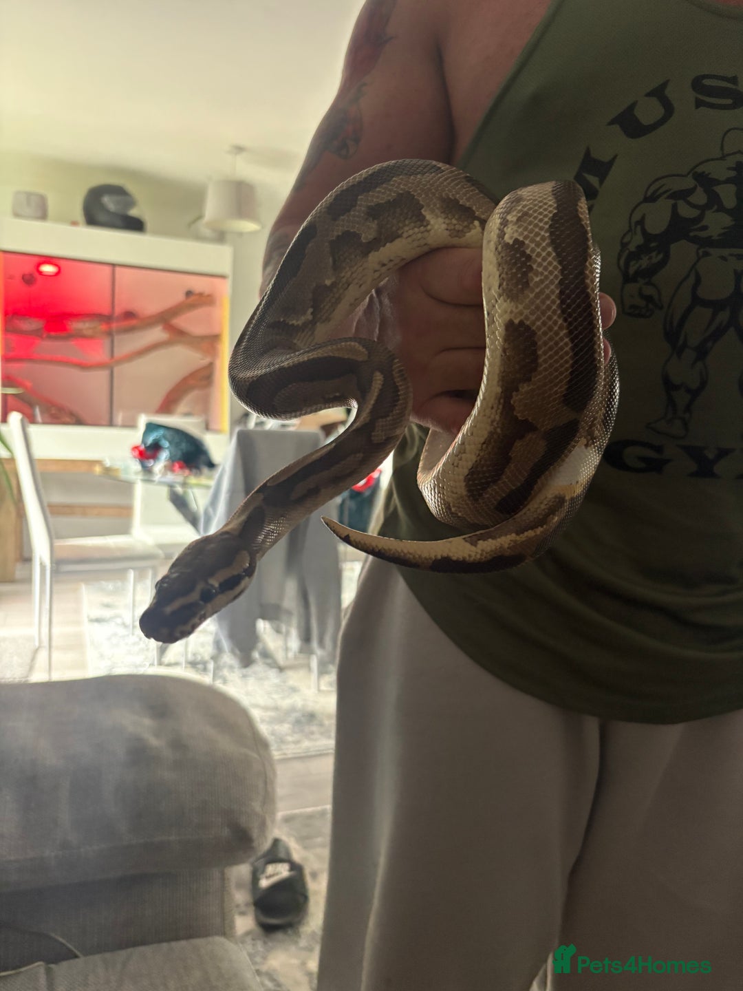 Python Snake reptiles for sale: Ball python  - Image 3