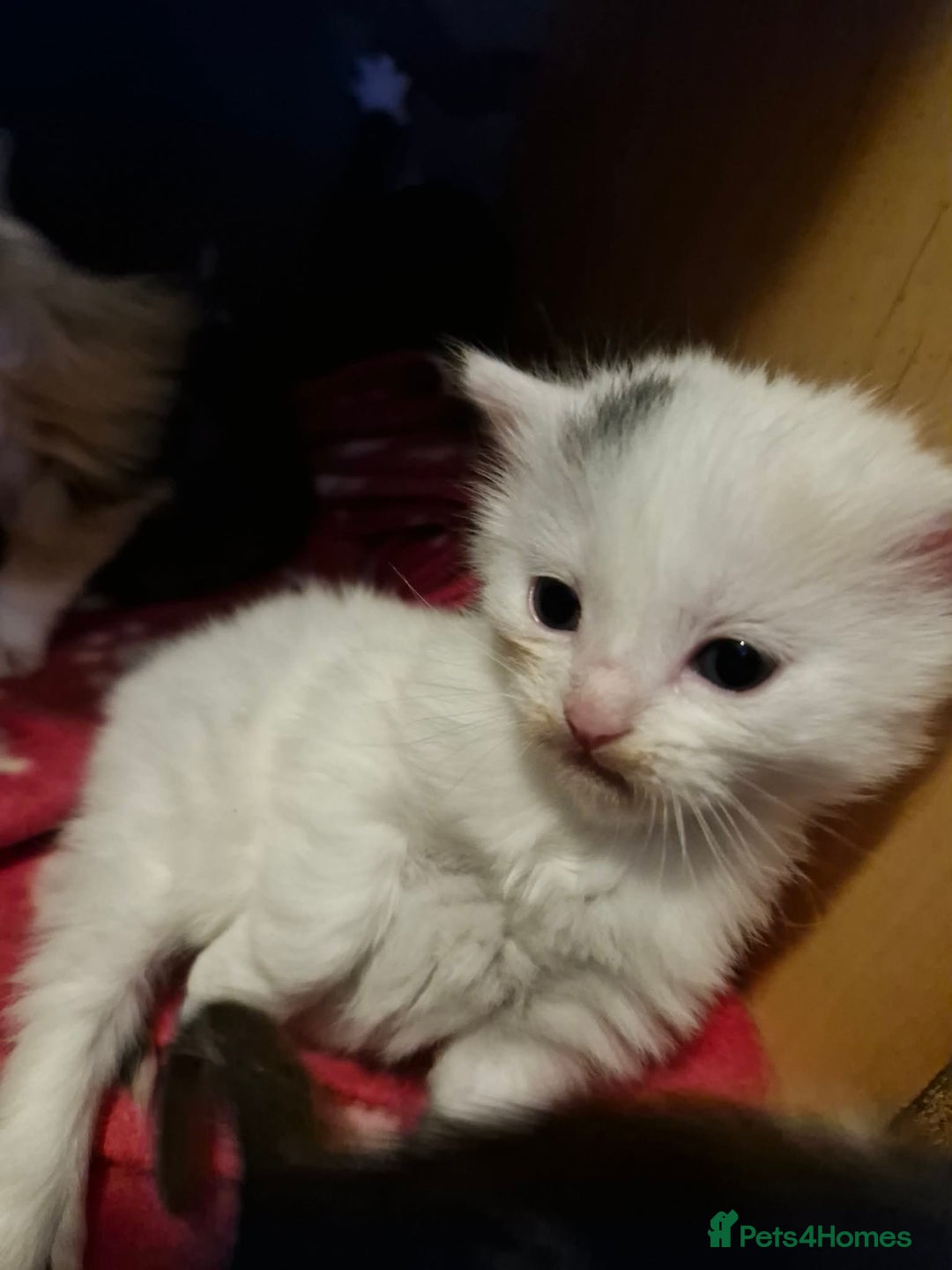 Maine Coon cats for sale: Maine Coon Cross Kittens - Advert 5