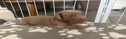 Miniature Dachshund dogs for sale: KC Reg Isabella & Tan Miniature Dachshund Puppies - Advert 12