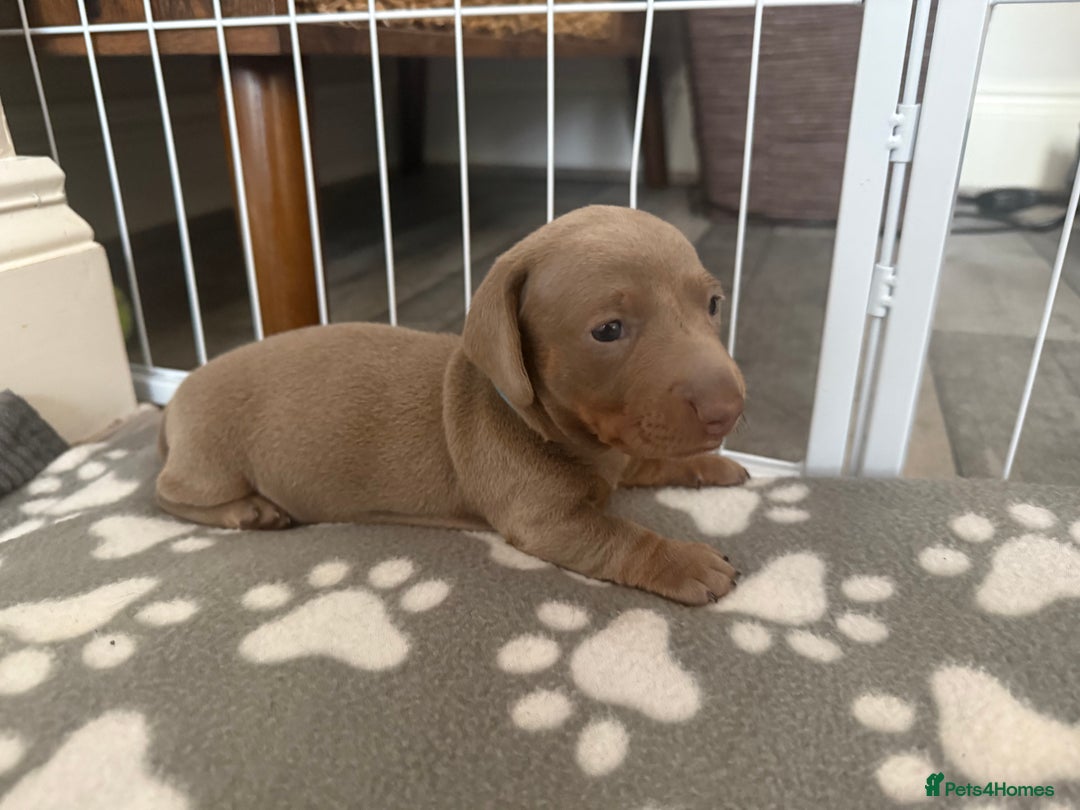 Miniature Dachshund dogs for sale: KC Reg Isabella & Tan Miniature Dachshund Puppies - Advert 12