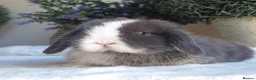 Mini Lop rabbits for sale: Ready now 2 stunning Minilop babies  in Nuneaton - Advert 9