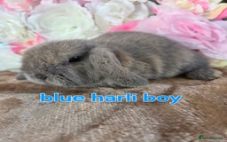 Mini Lop rabbits for sale: 💙🩷friendly pure bred mini lops from £20🩷💙 - Image 2