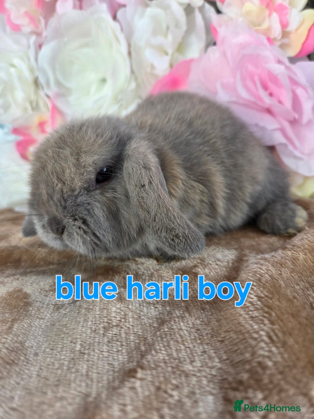 Mini Lop rabbits for sale: 💙🩷friendly pure bred mini lops from £20🩷💙 - Image 2