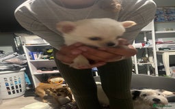 Chihuahua dogs for sale: Long hair chihuahuas  - Image 6
