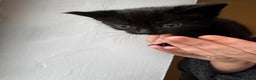 Mixed Breed cats for sale: Bombay cat  - Advert 8
