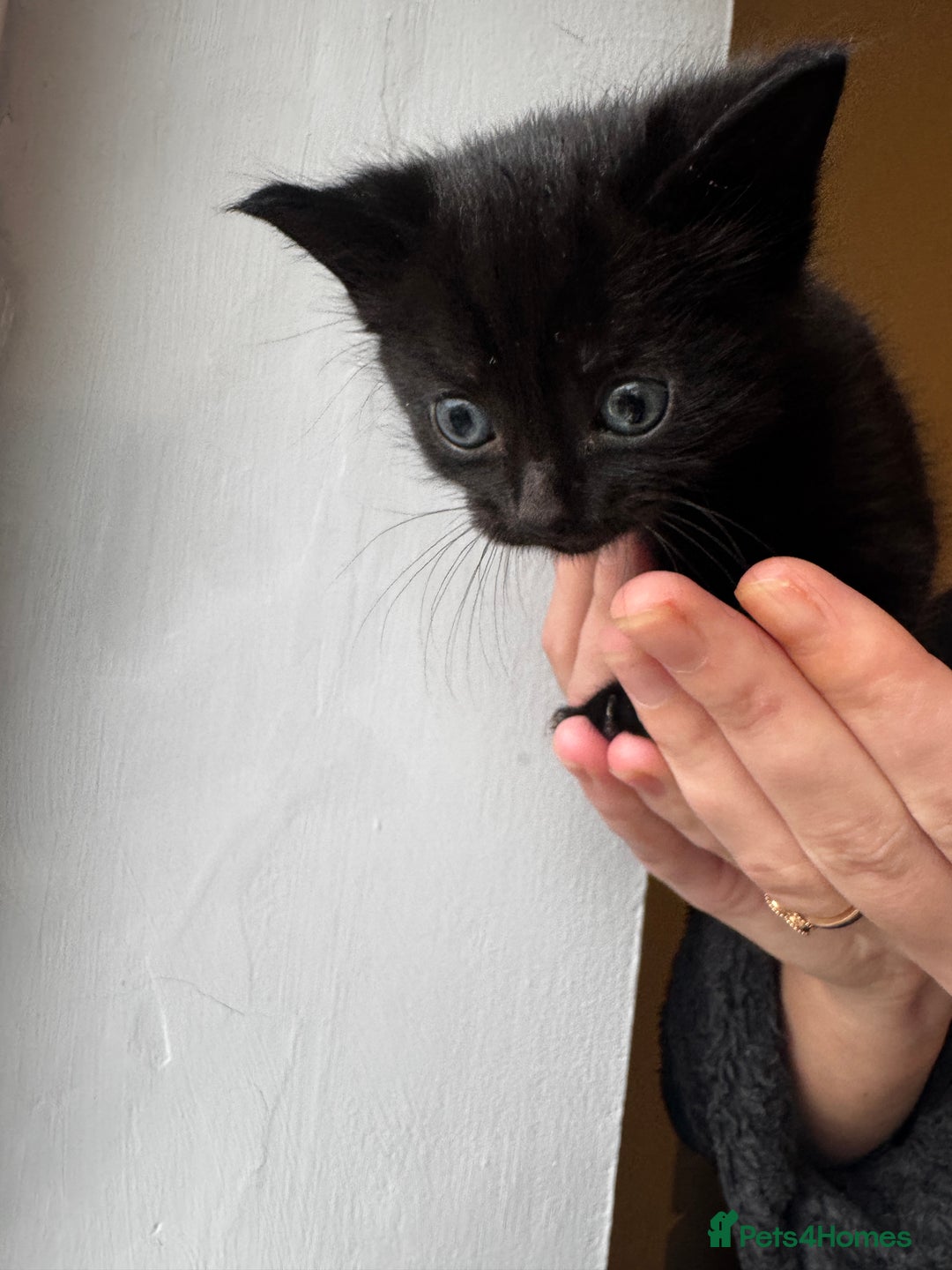 Mixed Breed cats for sale: Bombay cat  - Advert 8