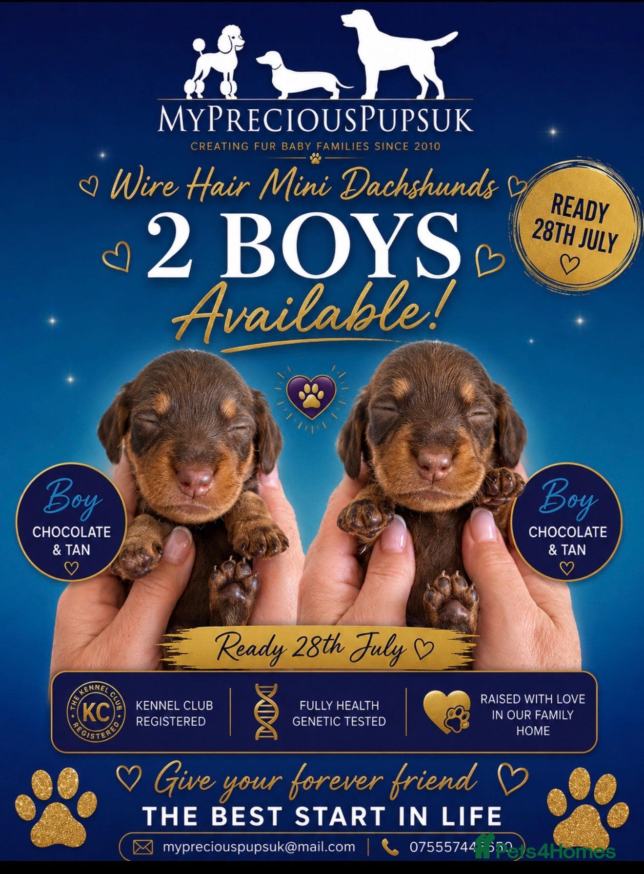 Miniature Dachshund dogs KC miniature wire hair dachshund  - Advert 1