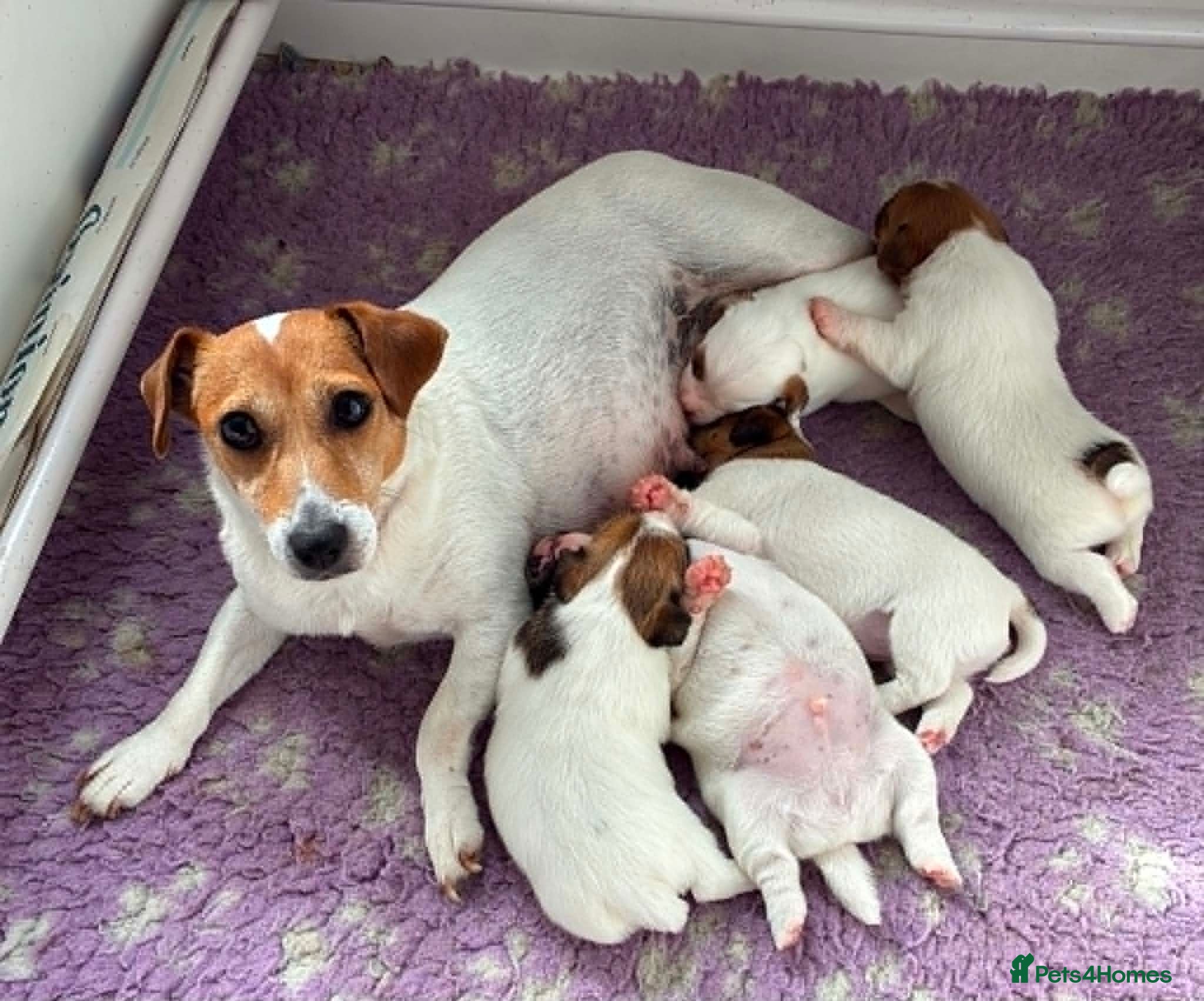 Jack Russell dogs Gorgeous litter of K.C.Registered Jack Russell's - Advert 1