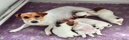 Jack Russell dogs for sale: Gorgeous litter of K.C.Registered Jack Russell's - Advert 1