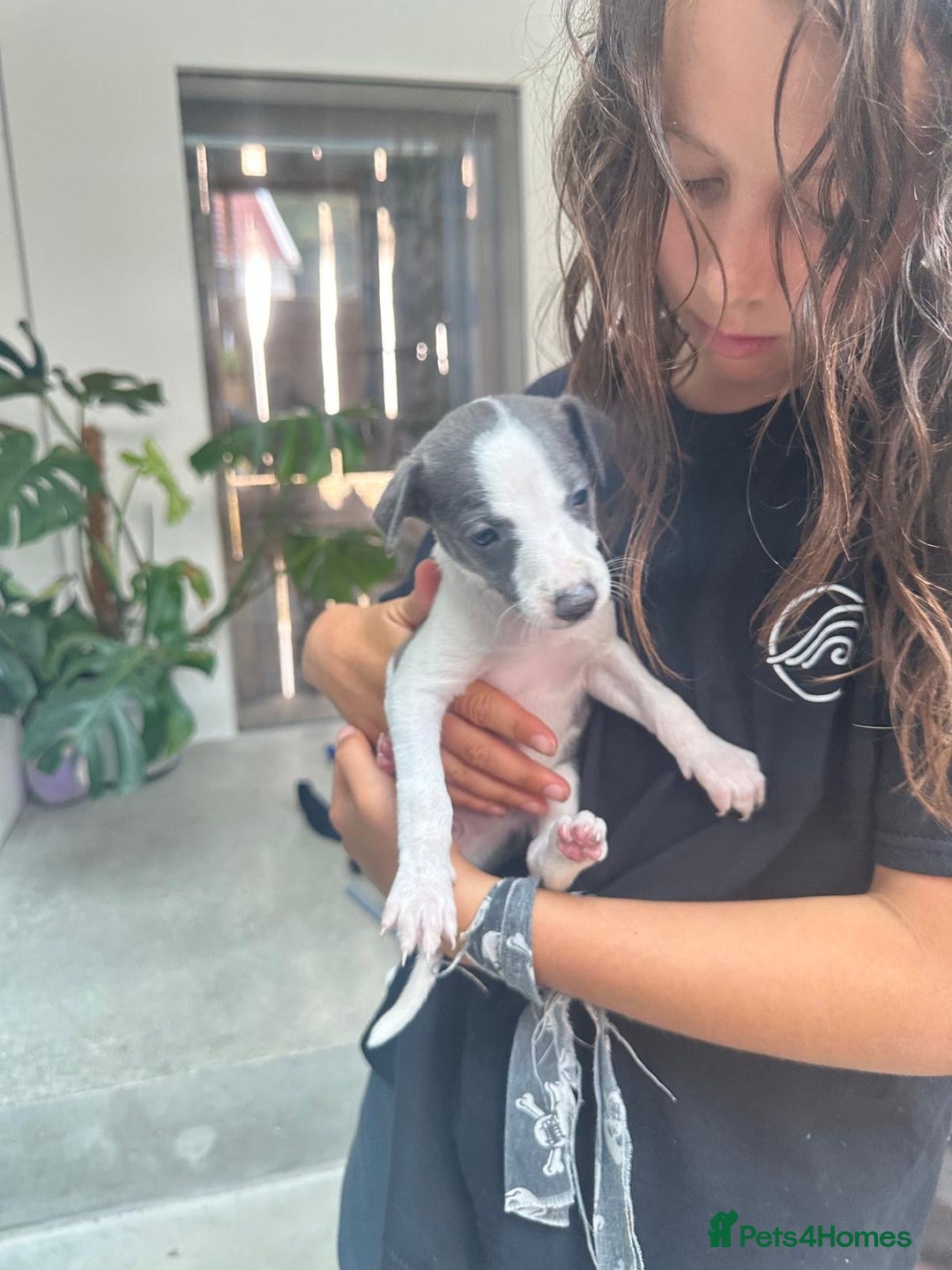 Whippet dogs for sale: Beautiful Blue whippet puppies  - Image 19
