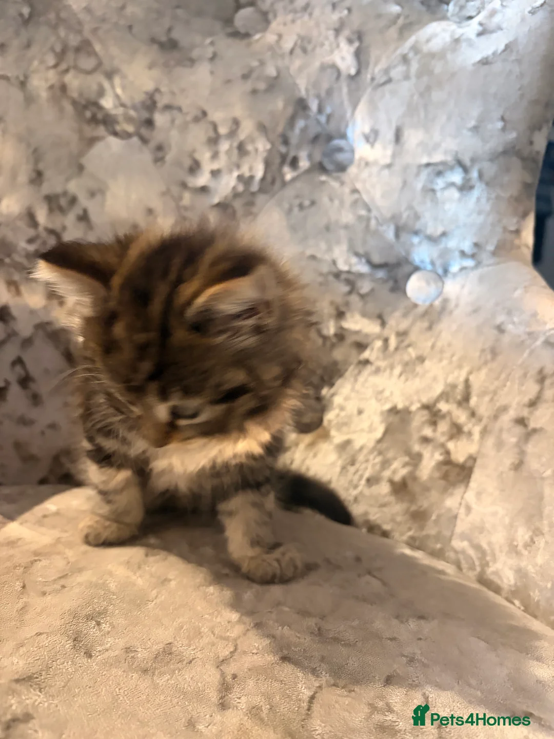 Mixed Breed cats for sale: Half Norwegian forest cat male kitten in Tonbridge - Advert 11