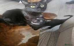 Mixed Breed cats for sale: 4 female kittens looking for forever homes  - Image 13