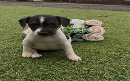 Jack Russell dogs for sale: Tri coloured Jack Russel pups  - Advert 5