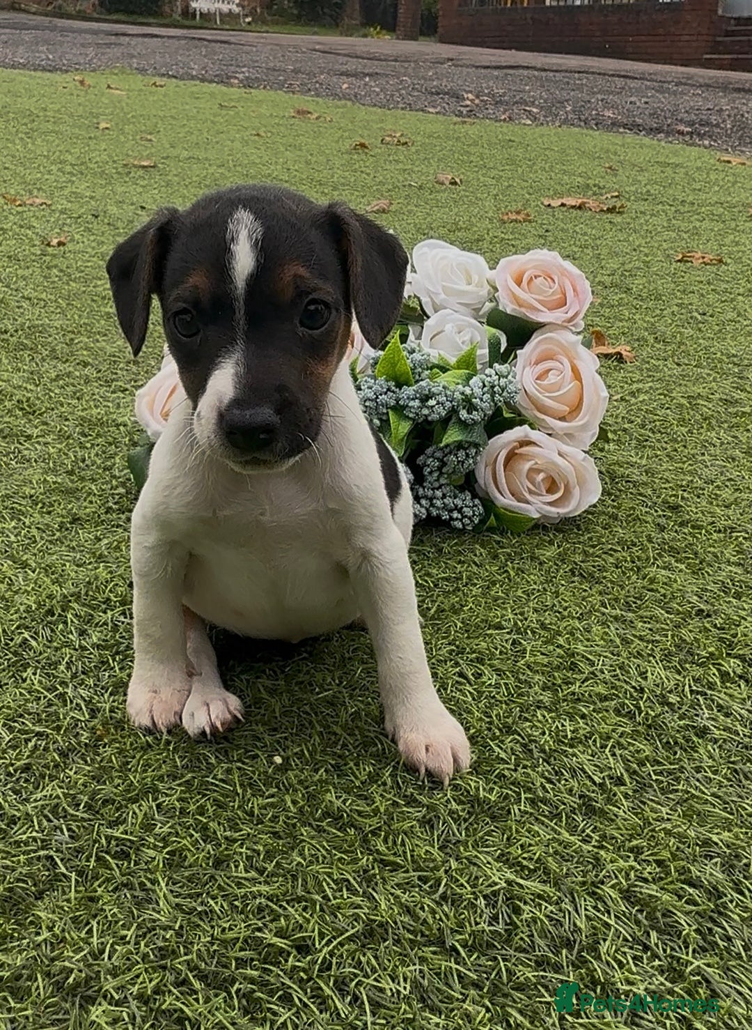 Jack Russell dogs for sale: Tri coloured Jack Russel pups  - Advert 5