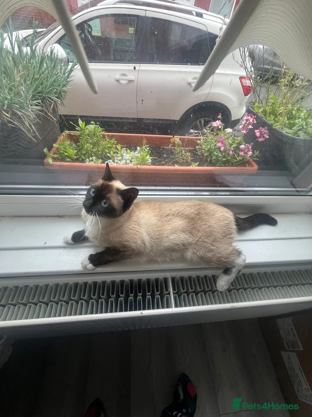 Siamese cats for sale: Siamese Pedigree Feline 1years old - Advert 3