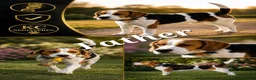 Beagle dogs for sale: Beautiful beagle puppies  in Rugby - Advert 17