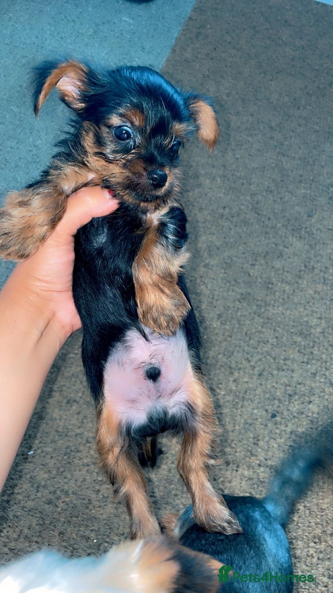 Yorkshire Terrier dogs for sale: Mini toy yorkshire terrier  in Basildon - Image 2