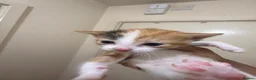Domestic Shorthair cats for sale: kittens available - Advert 6