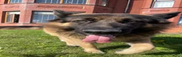 German Shepherd dogs for sale: 5 male polish german shepherds in Hartlepool - Advert 8