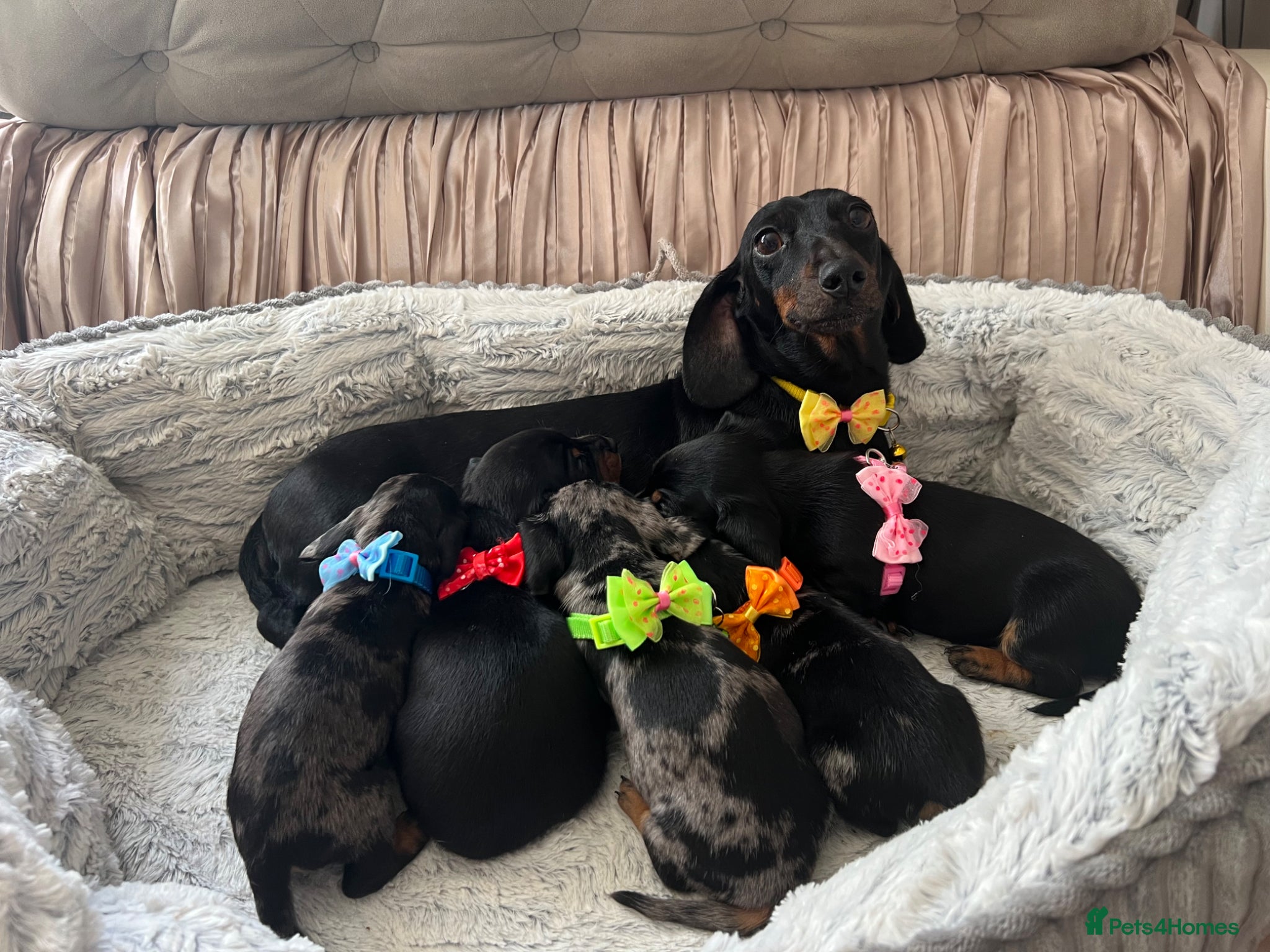Miniature Dachshund dogs 🐶5 Miniature duschund puppies - Advert 1