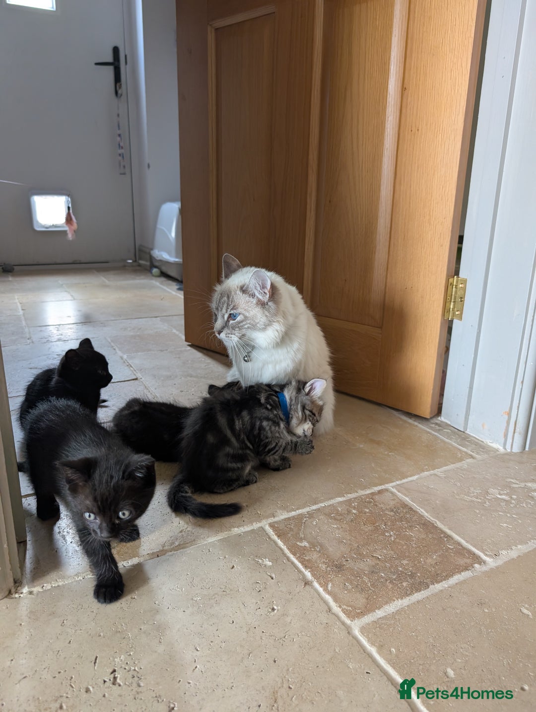Ragdoll cats for sale: Tabby or black Ragdoll x kittens - Image 5