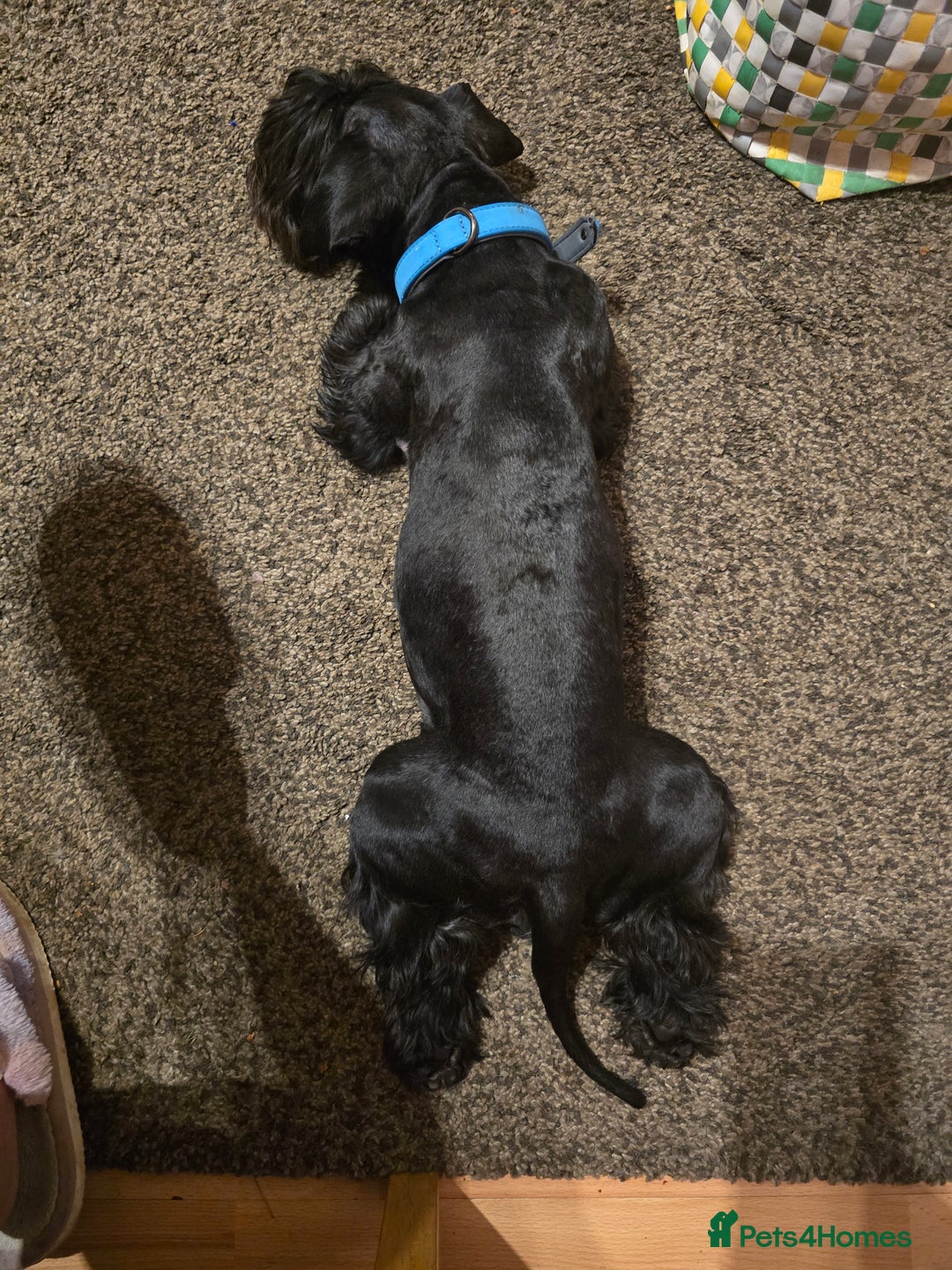 Mixed Breed dogs for sale: Shnorky - Image 7