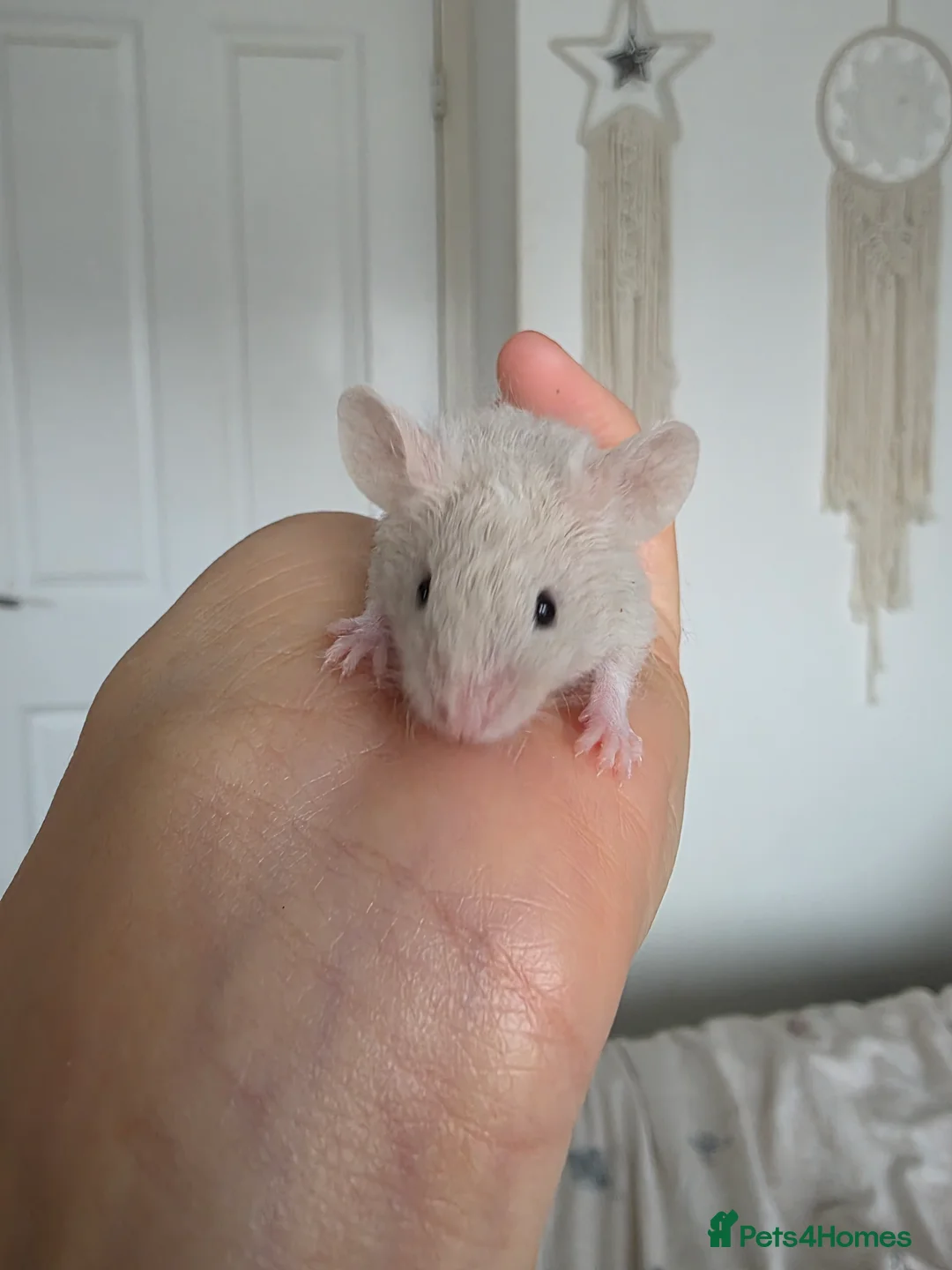 Mouse rodents for sale: 3 fluffy girls looking for home - Advert 2