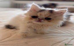 Persian cats for sale: Persian kittens ready now  - Image 18