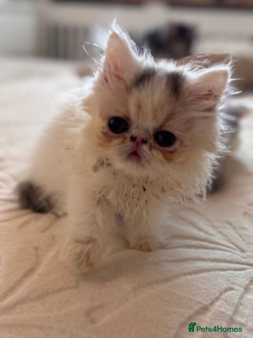 Persian cats for sale: Persian kittens ready now  - Image 18