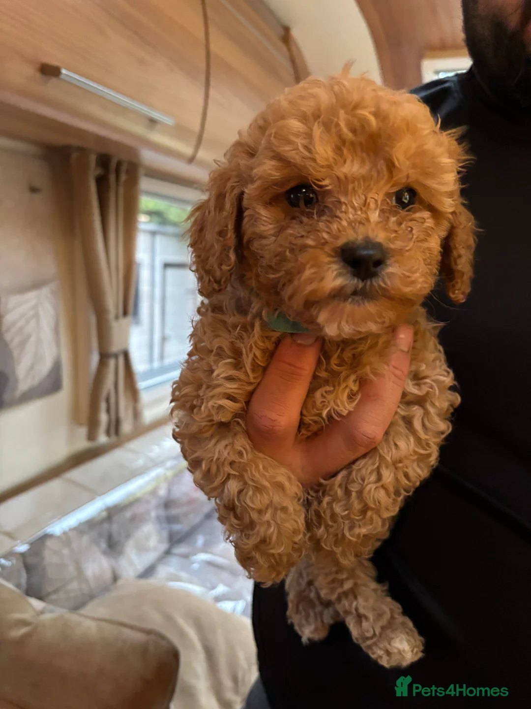 Cockapoo dogs for sale: Beautiful cockapoo puppies  - Advert 1