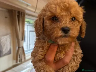 Cockapoo dogs Beautiful cockapoo puppies - Advert 1