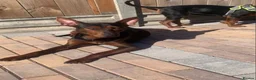 Chinese Red Dog dogs for sale: Chinese red dog female  in Hartlepool - Advert 3