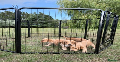 Cocker Spaniel dogs - Advert 7
