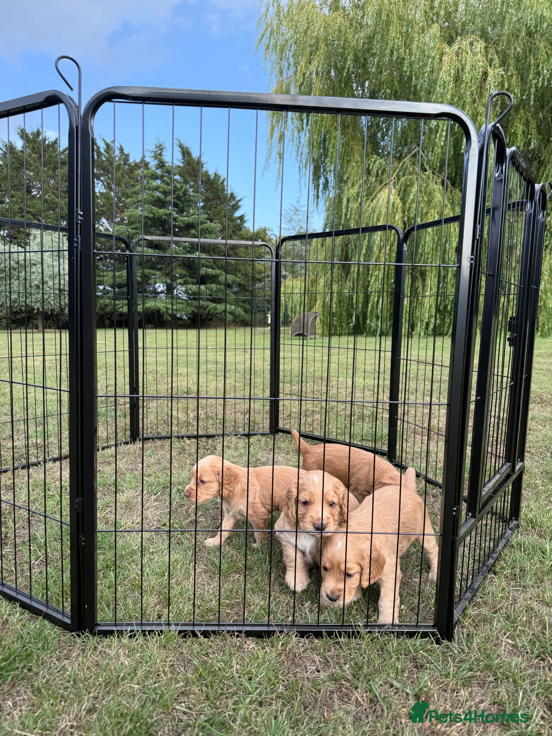 Cocker Spaniel dogs for sale: Working KC Registered Cocker Spaniel Puppies - Image 3