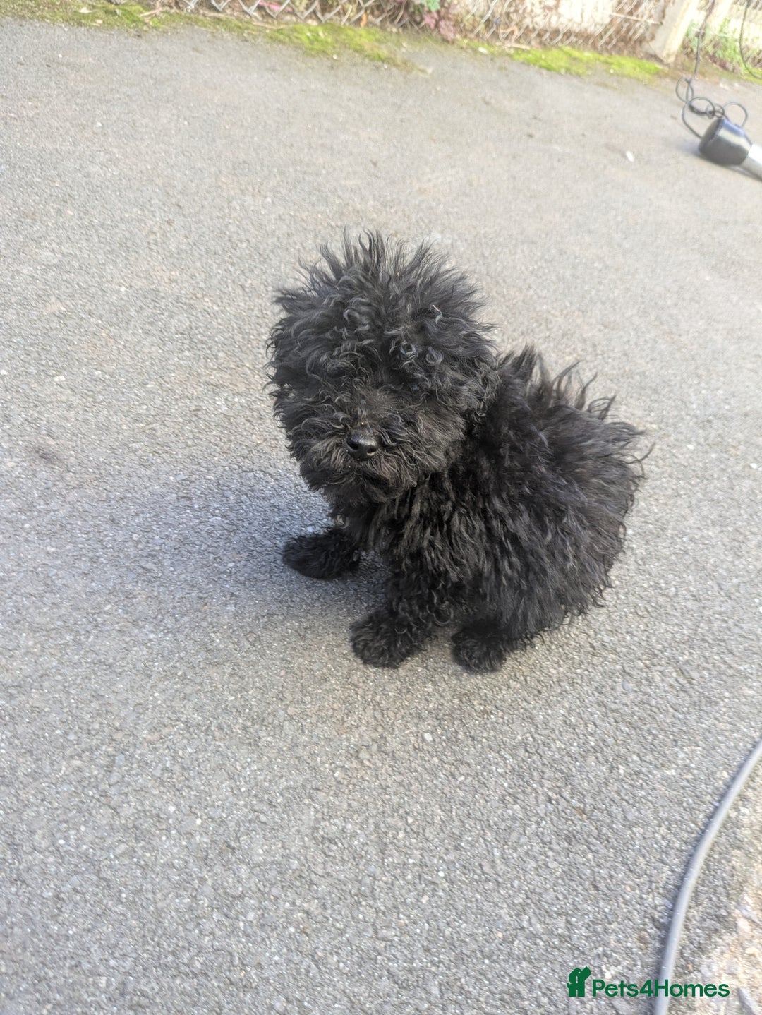 Cockapoo dogs for sale: Cockapoo puppies  - Image 4