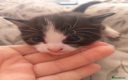 Mixed Breed cats for sale: Black and white kitten - Image 4