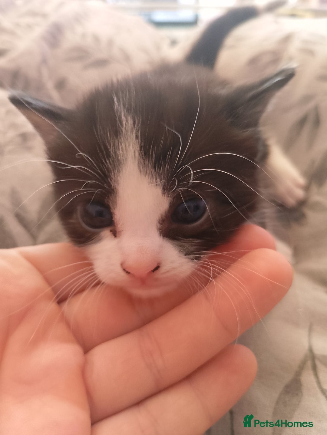 Mixed Breed cats for sale: Black and white kitten - Image 4