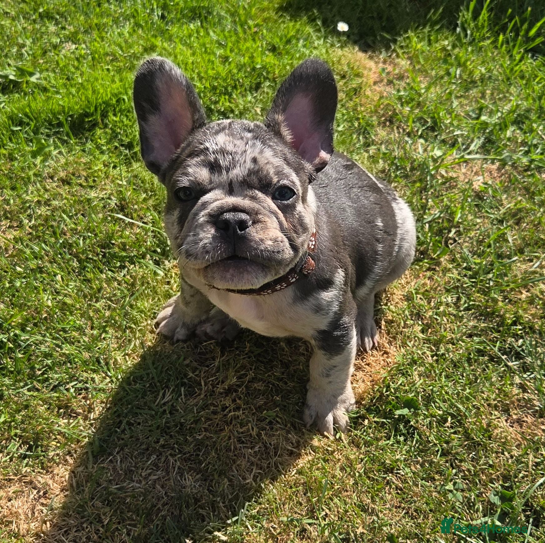 French Bulldog dogs French bulldogs ready to leave - Advert 1