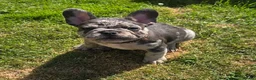French Bulldog dogs for sale: French bulldogs  Last girl  - Advert 6