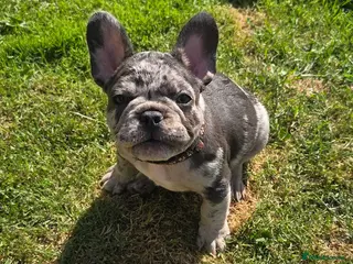 French Bulldog dogs French bulldogs ready to leave - Advert 1