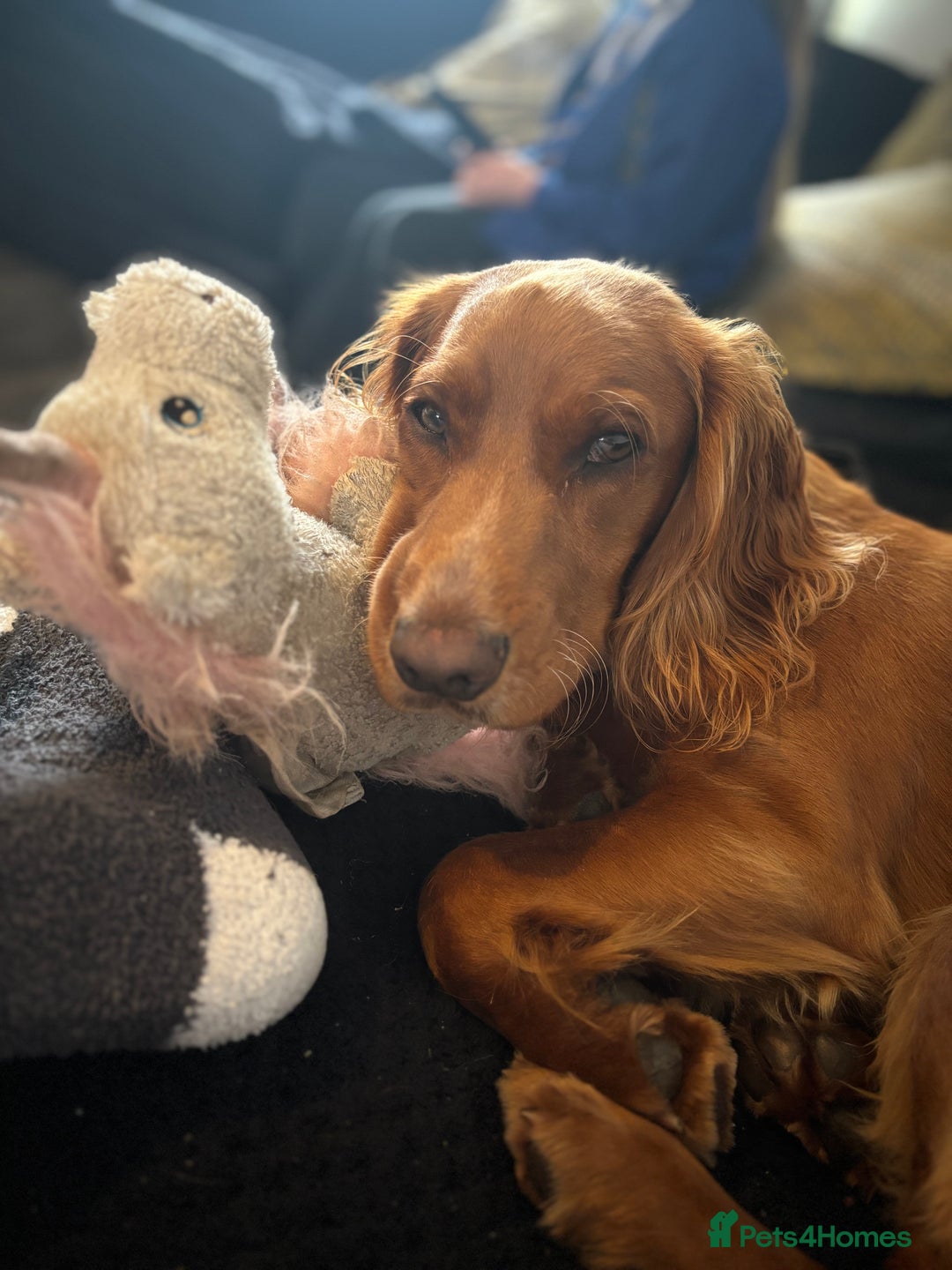 Cocker Spaniel dogs for sale: Juke cocker spaniel  - Advert 7