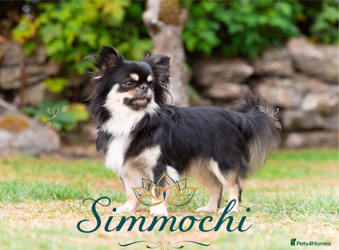 Chihuahua dogs for stud: Exceptional Thai line  - Advert 13