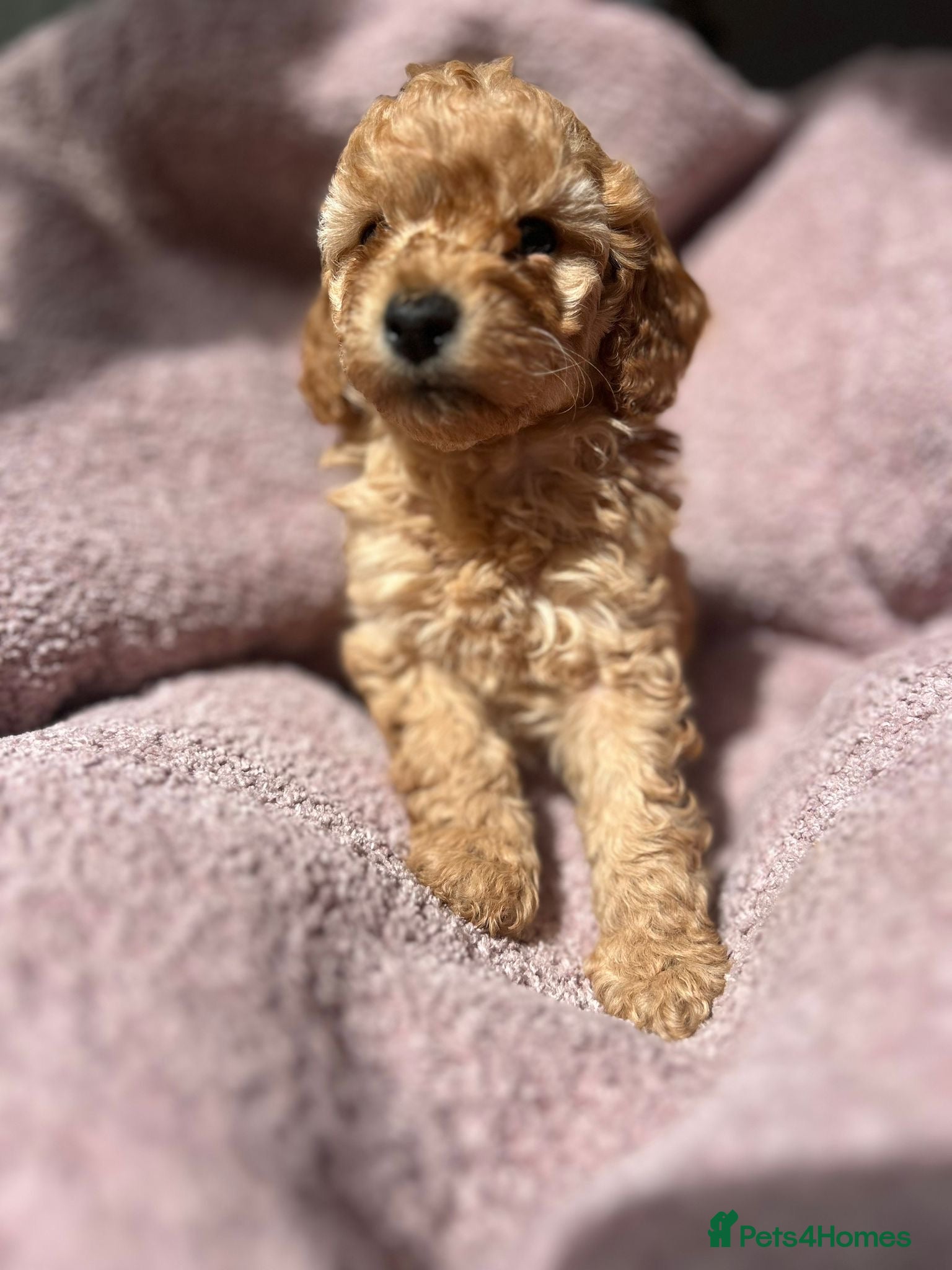 Miniature Poodle dogs Miniature poodles - Advert 2