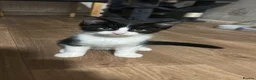 Mixed Breed cats for sale: 3 black and white kittens  in Peterborough - Advert 7