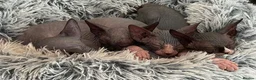 Sphynx cats for sale: 🐾TICA REGISTERED SPHYNX - LOVING HOMES SOUGHT 🐾 - Advert 4